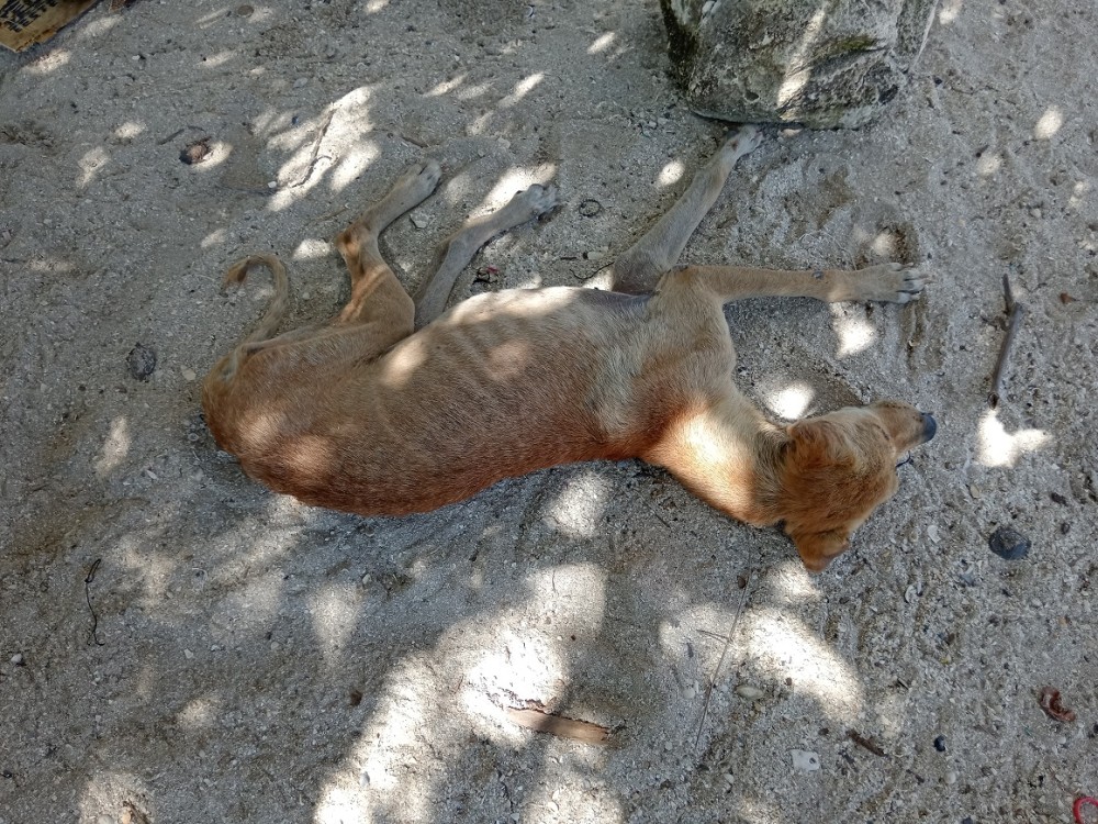 Autoridades no aplican la ley contra maltratadores de animales