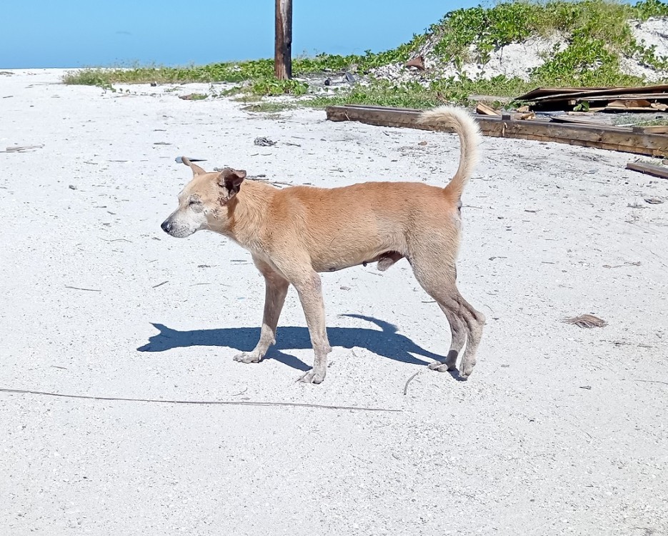 Autoridades no aplican la ley contra maltratadores de animales