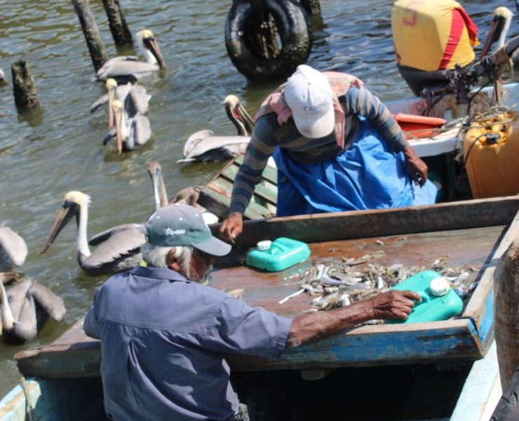 Sector pesquero ribereño pierde más de 600 mil pesos por el mal tiempo