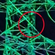 Intento de suicidio en Mérida moviliza a servicios de emergencia