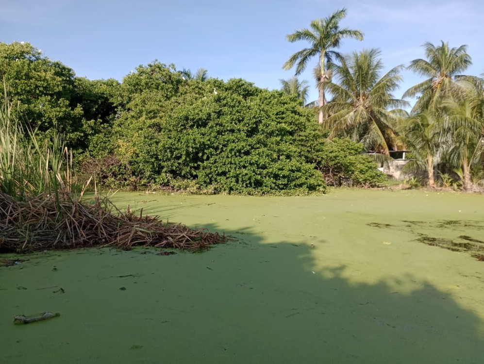 Rescatan Laguna de Guadalupe de Ciudad del Carmen