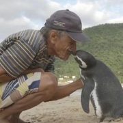 Pingüino Nada Cada Año Ocho Mil Kilómetros