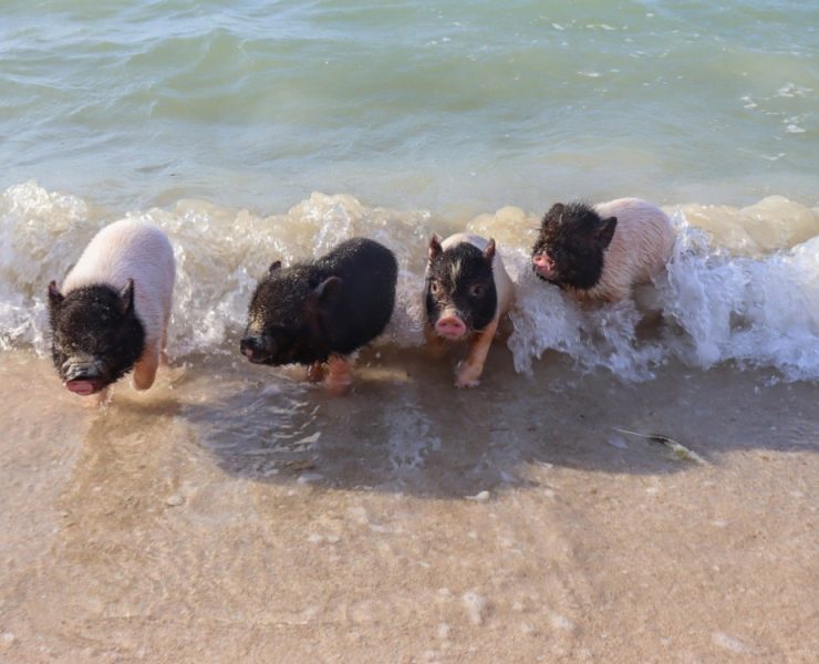 Playa de cerditos en Yucatán cerrada ¿Qué Pasó?