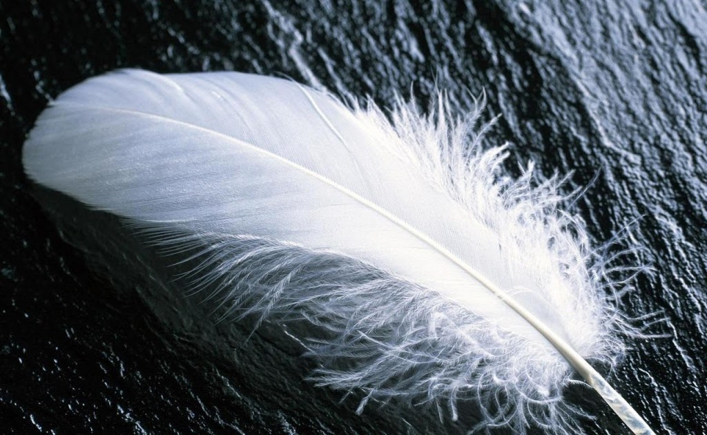 Los Beneficios de Usar Plumas en la Pintura