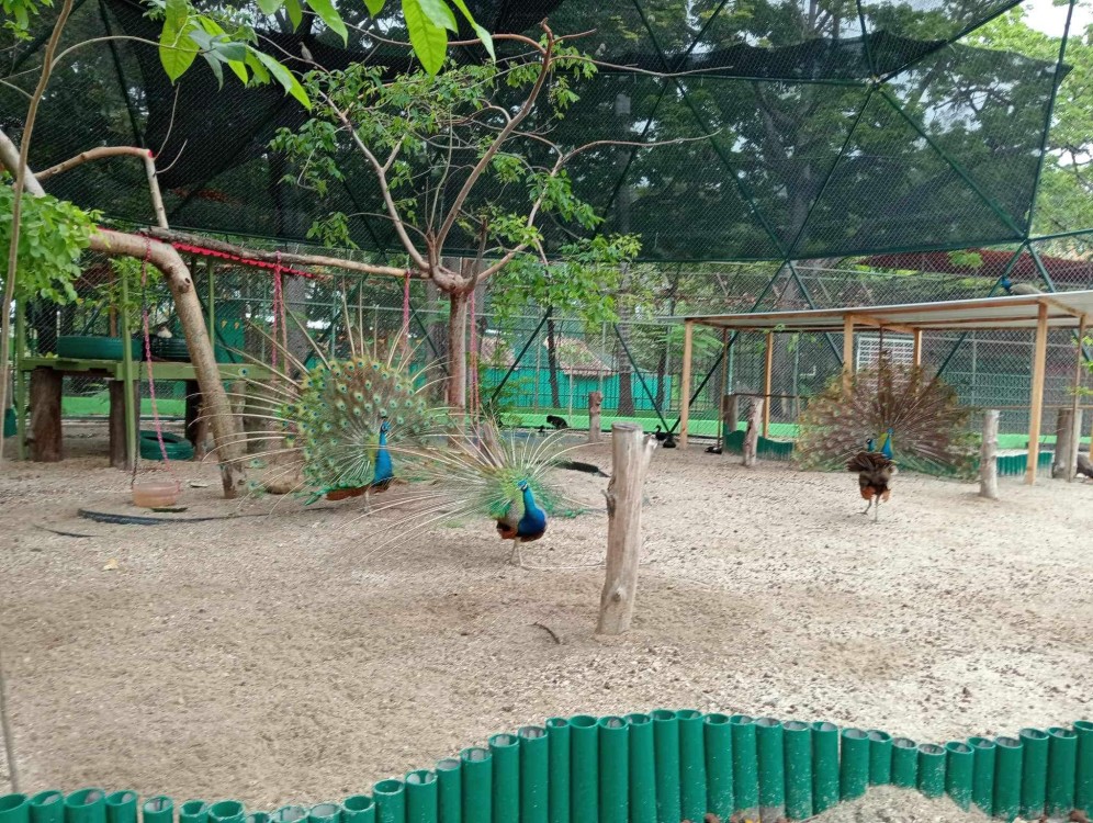 Ecoparques de Playa Norte y Chucté violan leyes de protección a animales