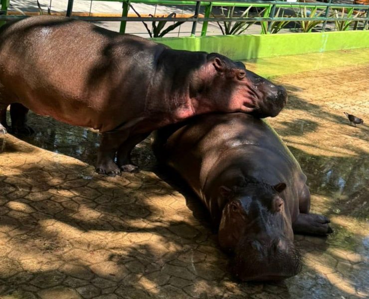 Ecoparques de Playa Norte y Chucté violan leyes de protección a animales