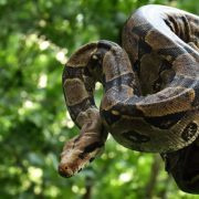 ¡Increíble Encuentro! Enorme Boa en Yucatán Causa Susto
