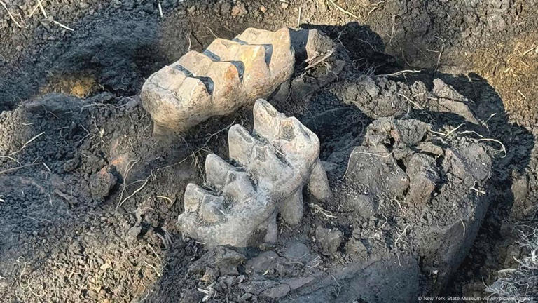 ¿Qué encontró el jardinero en su jardín?