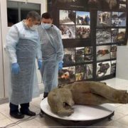 Rusia presenta a un bebé Mamut extremadamente conservado