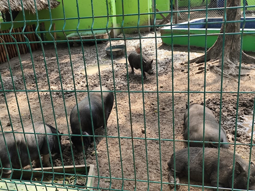 En Ciudad del Carmen prevalece el comercio de animales exóticos