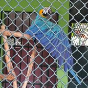 En Ciudad del Carmen prevalece el comercio de animales exóticos