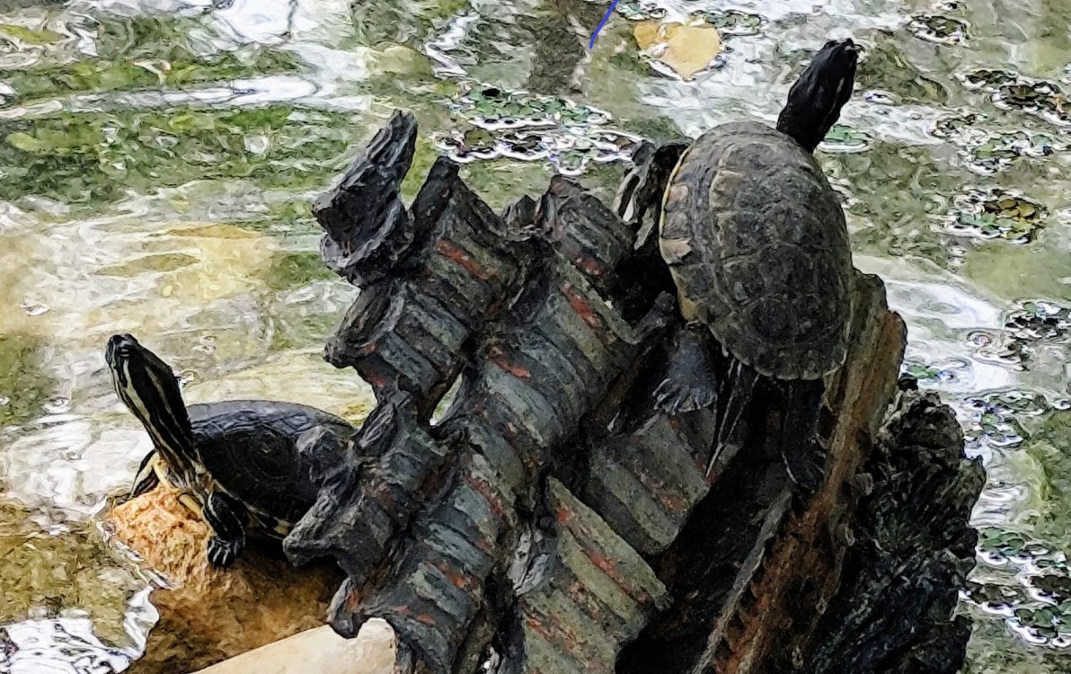 En Ciudad del Carmen prevalece el comercio de animales exóticos