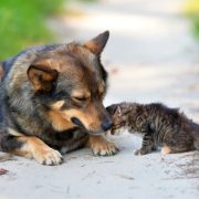 Descubre qué hacer si encuentras un Gato o Perro callejero