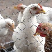 Descubren Mutación del Virus de la Gripe Aviar que Amenaza a Humanos