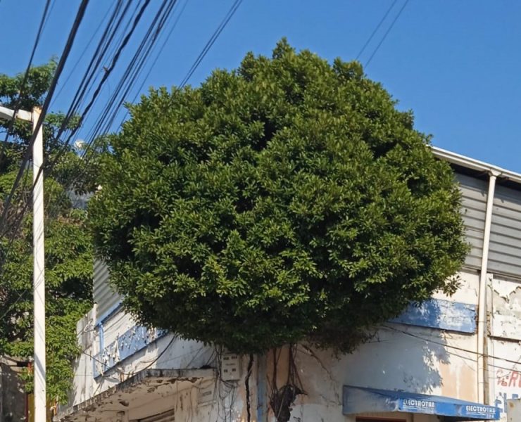 GRAFI-CASOS: El Árbol