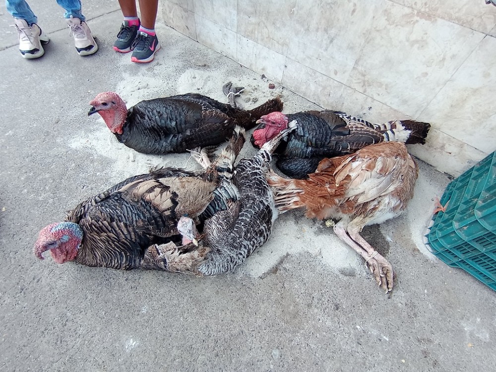 Economía en los hogares afecta a comerciantes de pavos indios