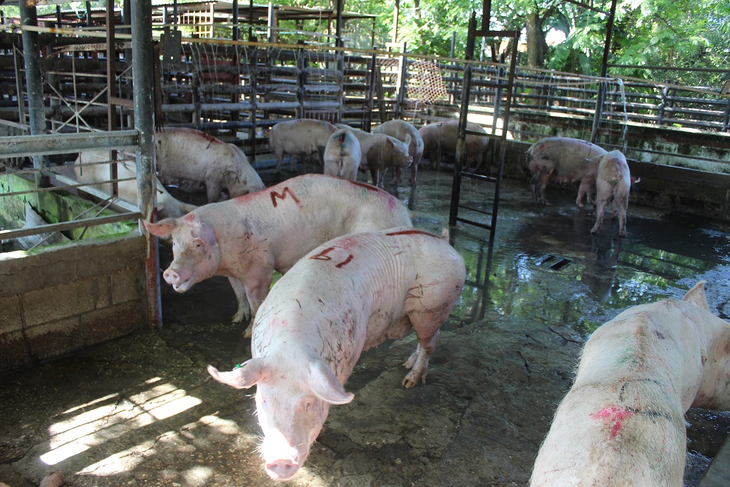 Delincuentes roban tres cerdos en el Rastro de Ciudad del Carmen