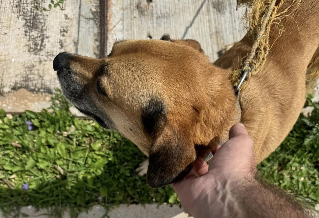 Leyes ambientales sin aplicar en Campeche