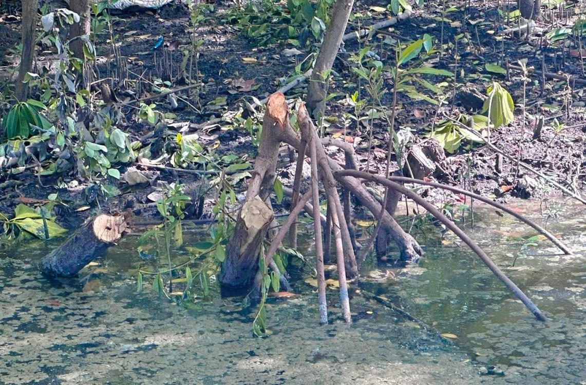 Leyes ambientales sin aplicar en Campeche