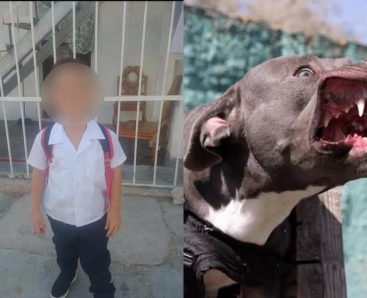 Niño de 4 años muere tras ser atacado por un pitbull