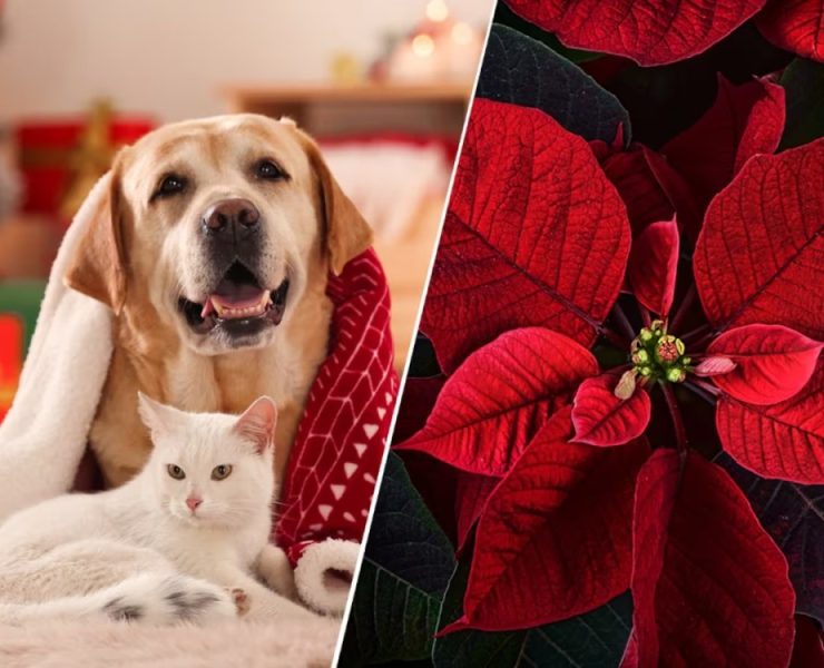 ¡Cuidado! ¿Por qué la Flor de Nochebuena es mortal para perros y gatos? Descubre cómo puede intoxicarlos"