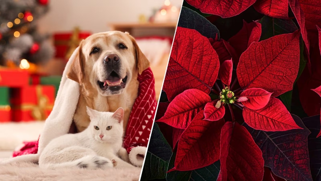 ¡Cuidado! ¿Por qué la Flor de Nochebuena es mortal para perros y gatos? Descubre cómo puede intoxicarlos"