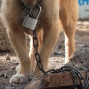 ¿Cómo denunciar maltrato animal en Yucatán? La guía completa que necesitas