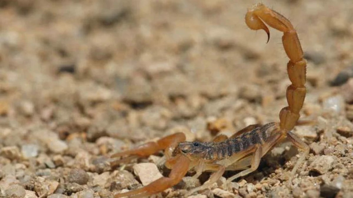 Síntomas de picaduras de alacrán