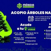 Dónde dejar mi arbolito de Navidad en Mérida: 10 puntos de acopio habilitados para reciclarlo