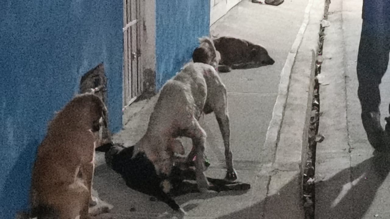Microchip en mascotas para prevenir el maltrato animal