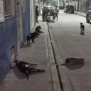 Microchip en mascotas para prevenir el maltrato animal