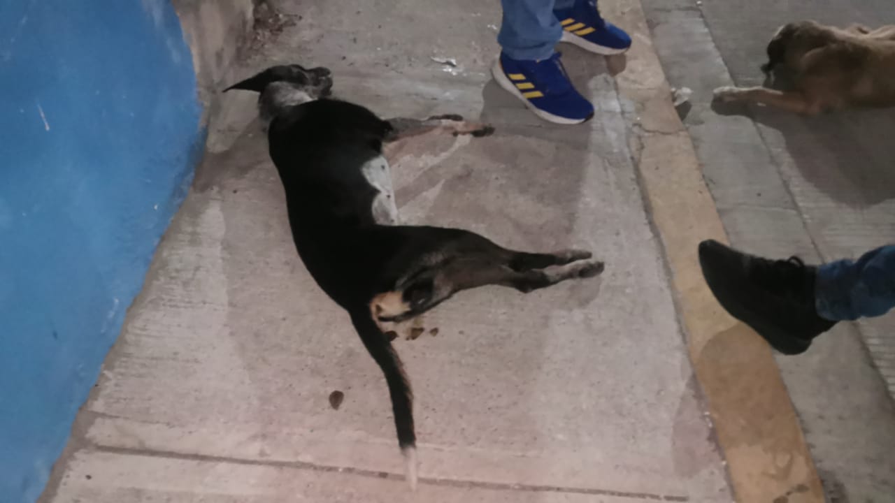 Microchip en mascotas para prevenir el maltrato animal