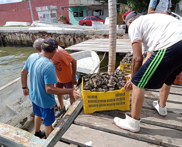 Mal tiempo afecta a ostioneros