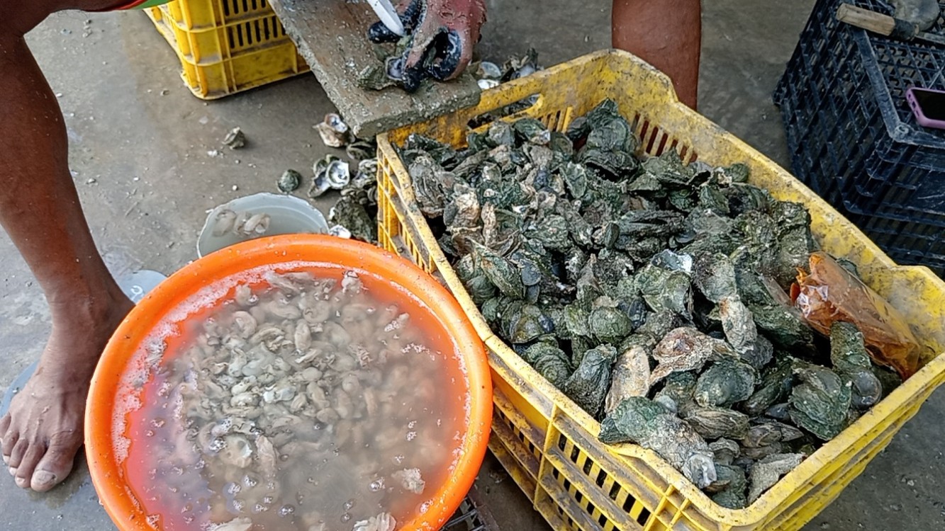 Contrarrestaran venta ilegal de ostiones