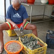 Contrarrestarán venta de ilegal de ostiones