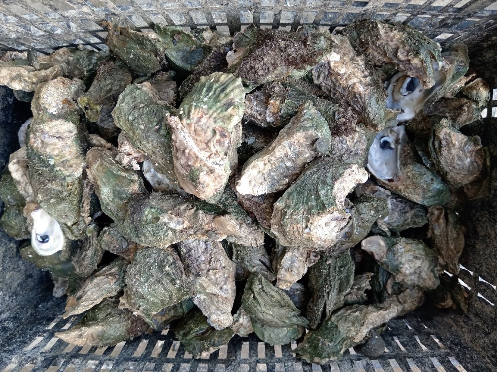 Contrarrestaran venta ilegal de ostiones