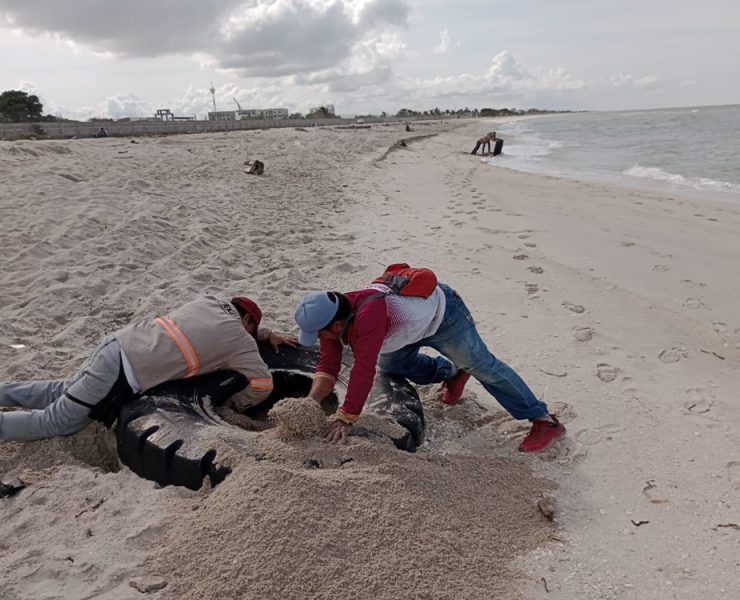 Limpian playa de la colonia Tierra y Libertad
