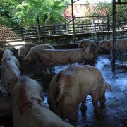 Mayor seguridad en el rastro por robo de cerdos