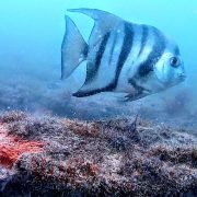 Zona de Refugio Pesquero de Isla Aguada para repoblación de especies