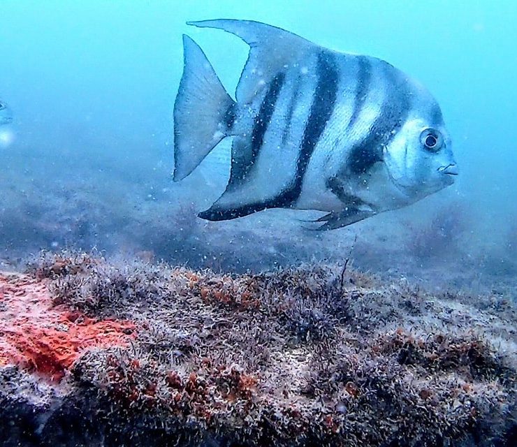 Zona de Refugio Pesquero de Isla Aguada para repoblación de especies