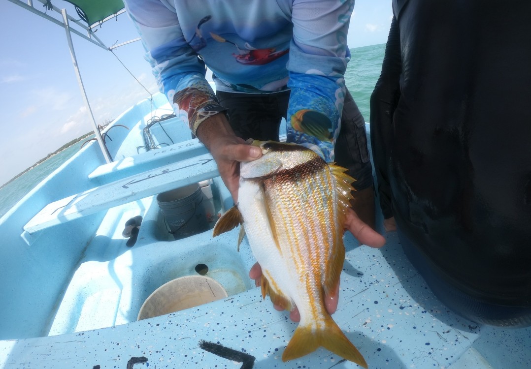 Zona de Refugio Pesquero de Isla Aguada para repoblación de especies