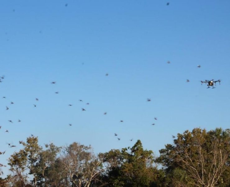 Vence la plaga controlan langostas en 135 hectáreas de 11 municipios de Yucatán