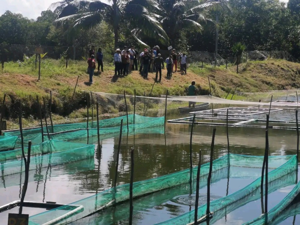 Mueren mojarras en estanques rústicos de acuacultura