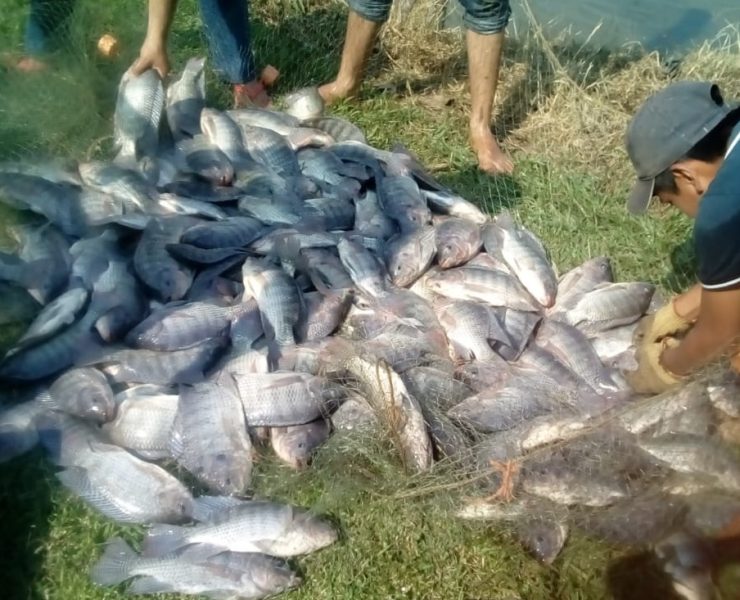 Mueren mojarras en estanques rústicos de acuacultura