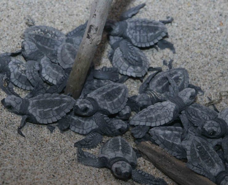 Alistan campamento tortuguero Laguna de Términos