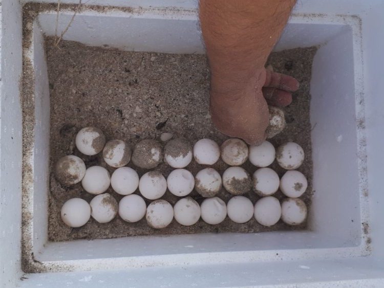 Alistan campamento tortuguero Laguna de Términos