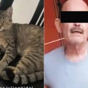 Detienen a sujeto por crueldad animal contra la gatita Julien