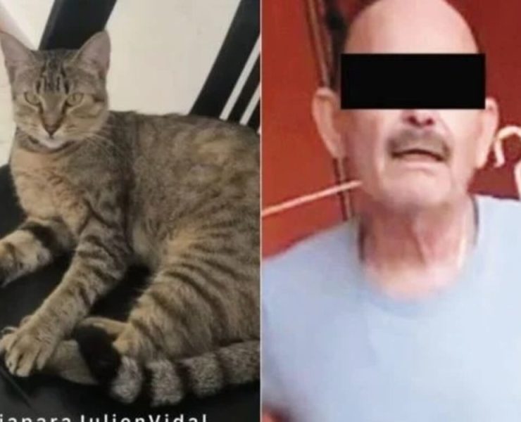 Detienen a sujeto por crueldad animal contra la gatita Julien