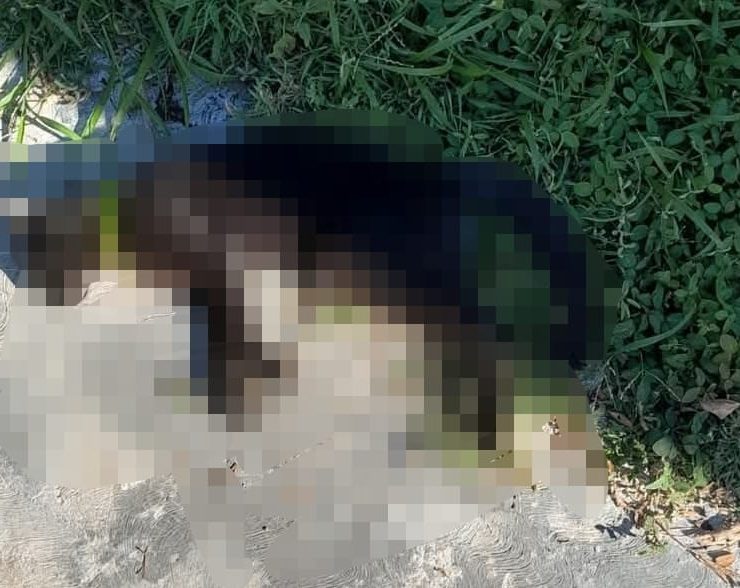 Envenenamiento de gatos en calles de Mérida: ¿quién está detrás?