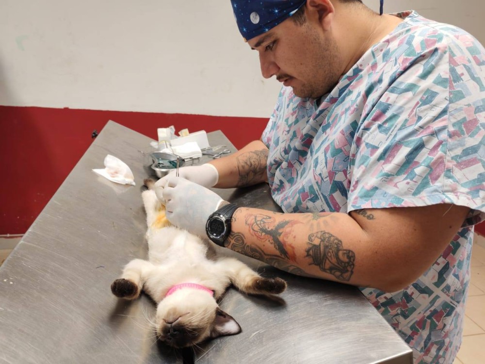 Se busca contrarrestar la fauna  callejera de mascotas